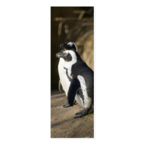 African Penguins Business Card Template