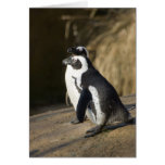 African Penguins Card