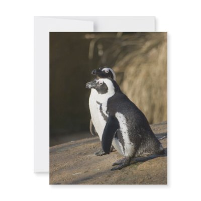African Penguins Personalized Invites by SabineSt
