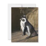 African Penguins invitations