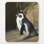 African Penguins Mousepads