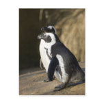 African Penguins Post Card