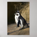African Penguins Print
