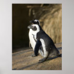 African Penguins Print