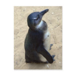 African penquin