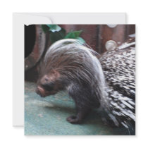 African Porcupine Invitations