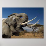 African Power Poster