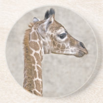 African Prince Coaster