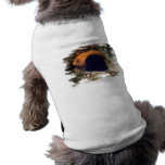 African Pygmy Angle pet clothing