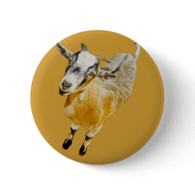 African Pygmy Goat Pin by kphotos