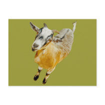 African Pygmy Goat Post Card