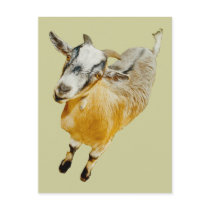 African Pygmy Goat Post Cards
