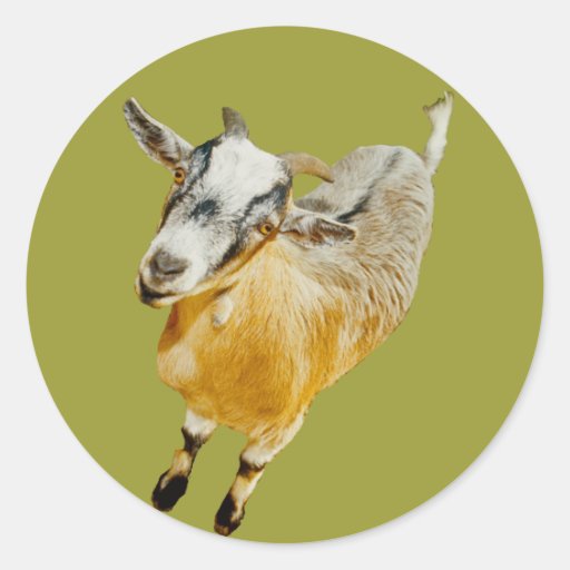 African Pygmy Goat Round Stickers