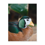 African Pygmy Goose Post Card