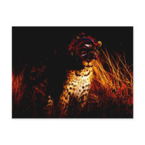 "African Queen of the Night" products Postcard