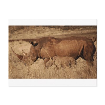 African Rhino mum and baby Post Card by laureenr