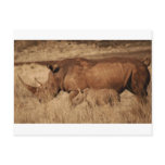African Rhino mum and baby postcards