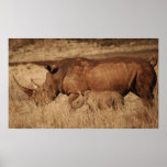 African Rhino mum and baby Poster
