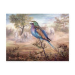 African Roller Postcard