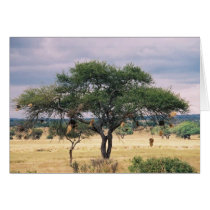 African Sausage Tree Card
