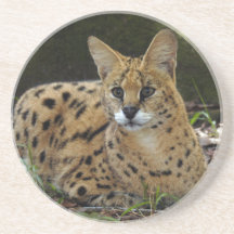 African Serval Coaster