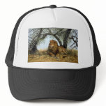 African shade, Lion hats