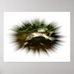 African Side Necked Turtle in a burst frame