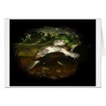 African Side Necked Turtle Photograph Card