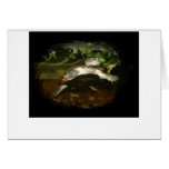African Side Necked Turtle Photograph Cards