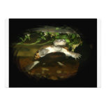 African Side Necked Turtle Photograph Custom Invitations