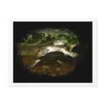 African Side Necked Turtle Photograph Postcard