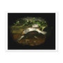 African Side Necked Turtle Photograph Postcard