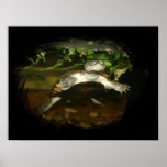 African Side Necked Turtle Photograph posters