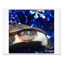 African Sideneck Turtle Looking at camera Photographic Print