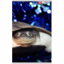African Sideneck Turtle Looking at camera Acrylic Cut Out
