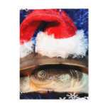 African Sideneck Turtle wearing a santa hat Post Cards