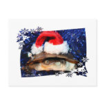 African sideneck turtle wearing santa hat postcards