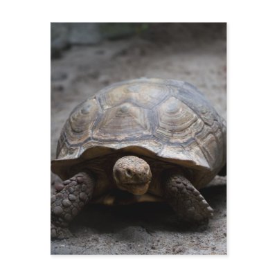African Spurred Tortoise Postcard by JL_Hawkins