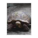 African Spurred Tortoise Postcard