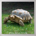 African Sulcata Tortoise posters