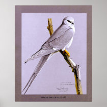 African Swallow-Tailed Kite