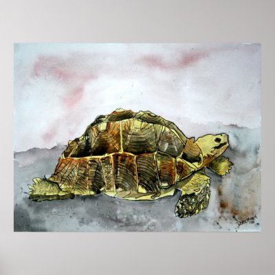 african tortoise land turtle poster print painting by dereklovessheila