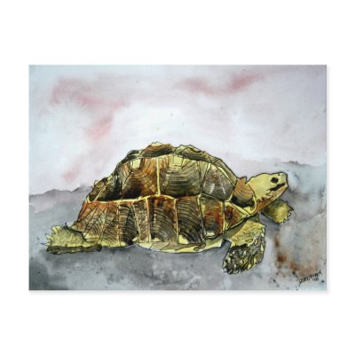 african tortoise post card cards postcards turtle by dereklovessheila