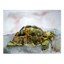 african tortoise post card cards postcards turtle