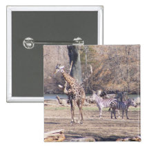 African Velt Buttons