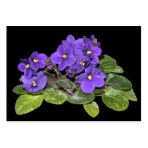 African violet