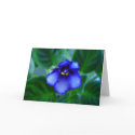 African Violet cards