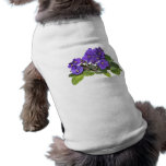 African violet