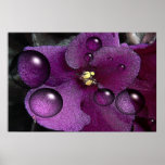 African Violet Fantasy Posters