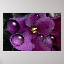 African Violet Fantasy Posters